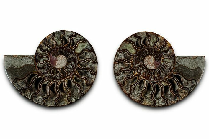 Cut & Polished, Crystal-Filled Ammonite Fossil - Madagascar #317994